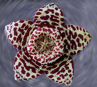 Exotic Flower