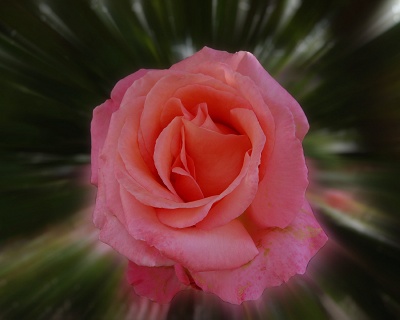Exploding Rose