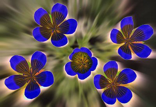 Five Flowers