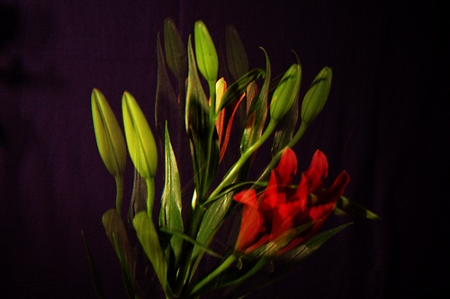 Repeated Flowers.