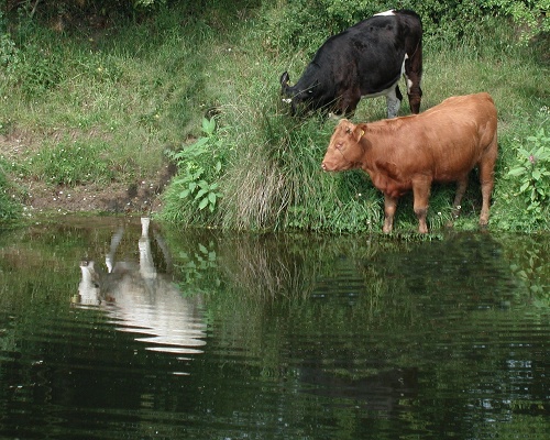 Vampire Cows