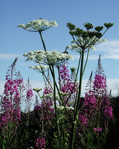 Wild Flowers